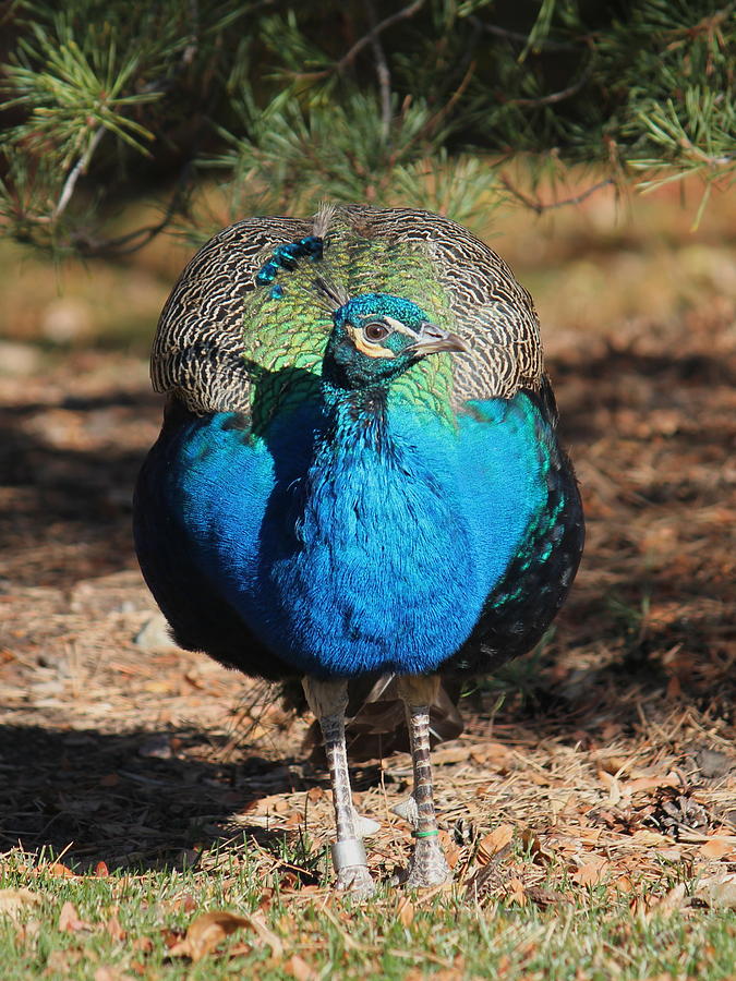 Male Peacock Photograph by Trent Mallett