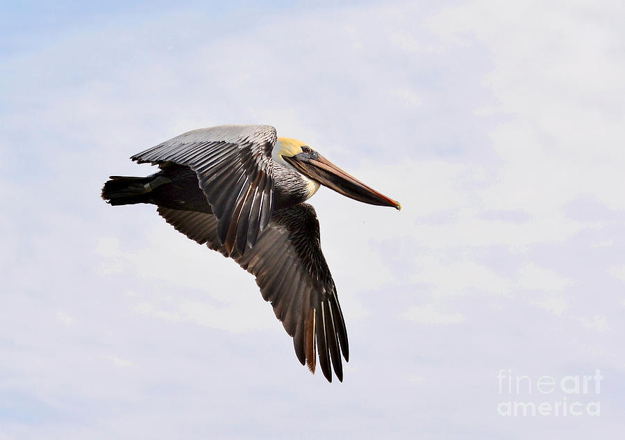 Male Pelican In Flight Photograph by Kathy Baccari