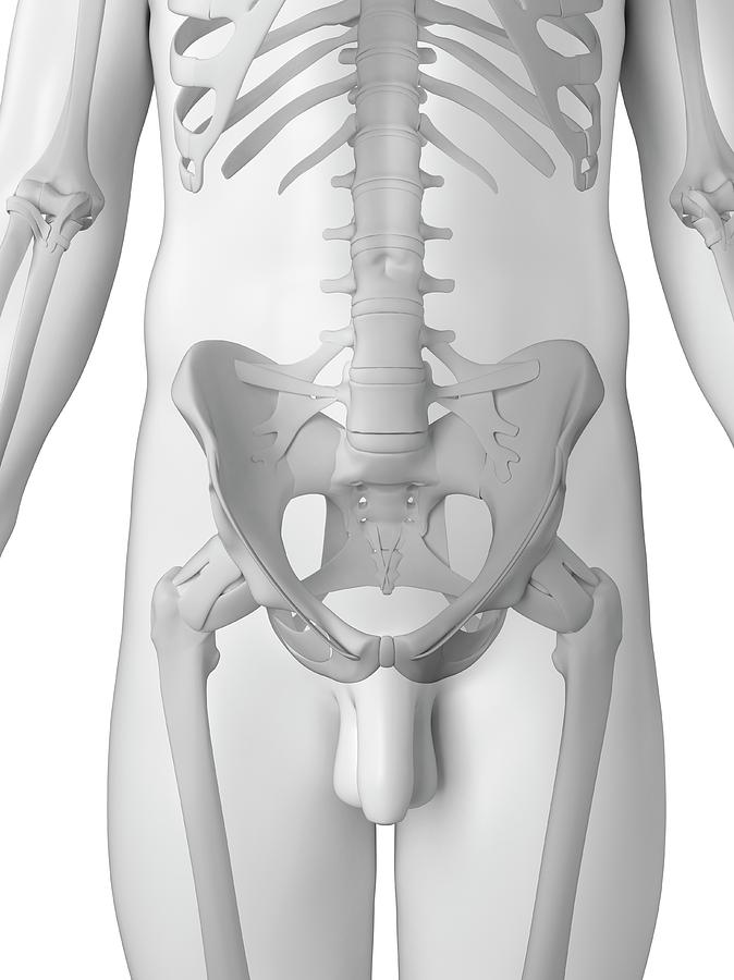 Скелет человека тазобедренный сустав