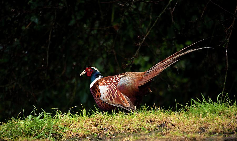 Male Pheasant Photograph by Ian Gowland/science Photo Library - Pixels