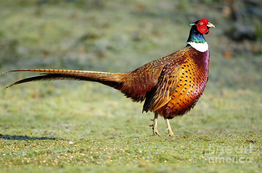 Animal Photograph - Male Pheasant In Breeding Plumage by Colin Varndell