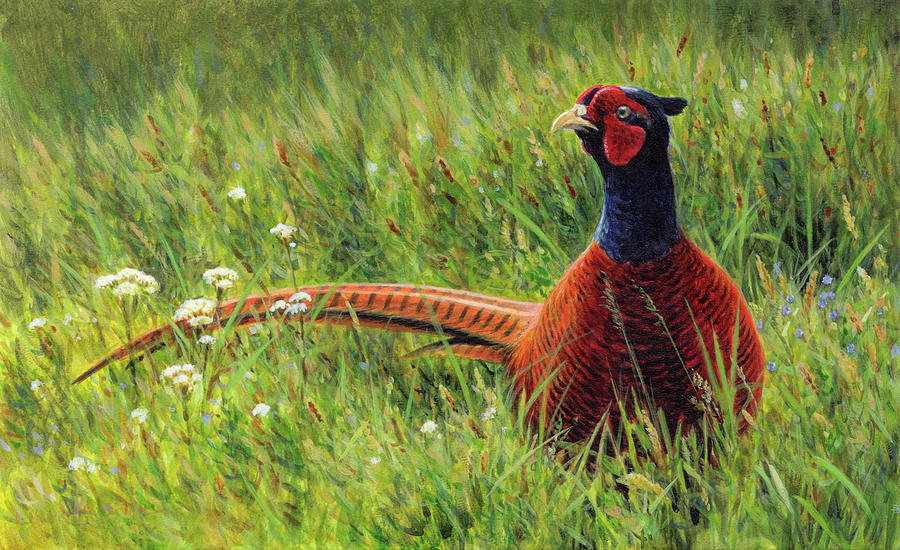 Male Pheasant In Wildflower Meadow Photograph by Ikon Ikon Images