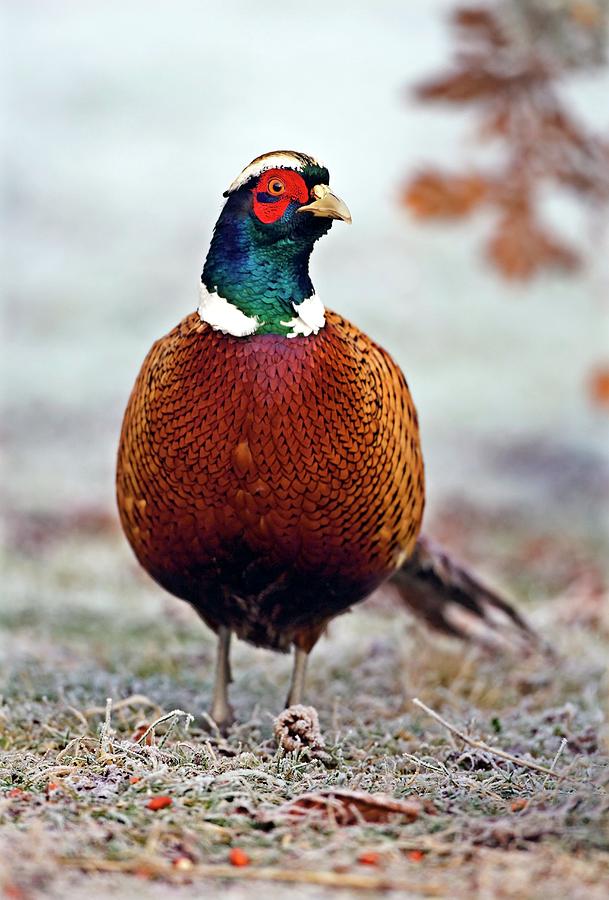 Male Pheasant Photograph by John Devries/science Photo Library