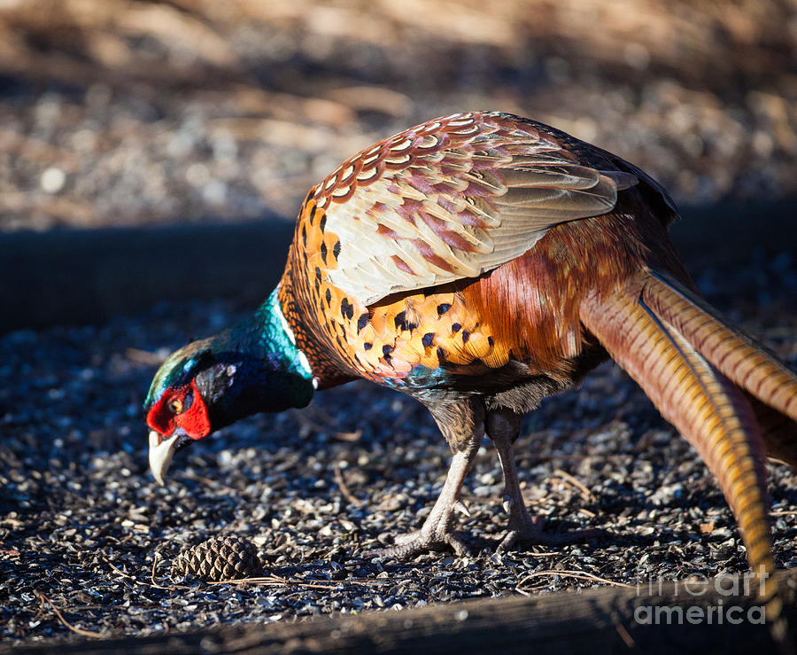 Male Pheasant Photograph by Shaun Wilkinson - Fine Art America