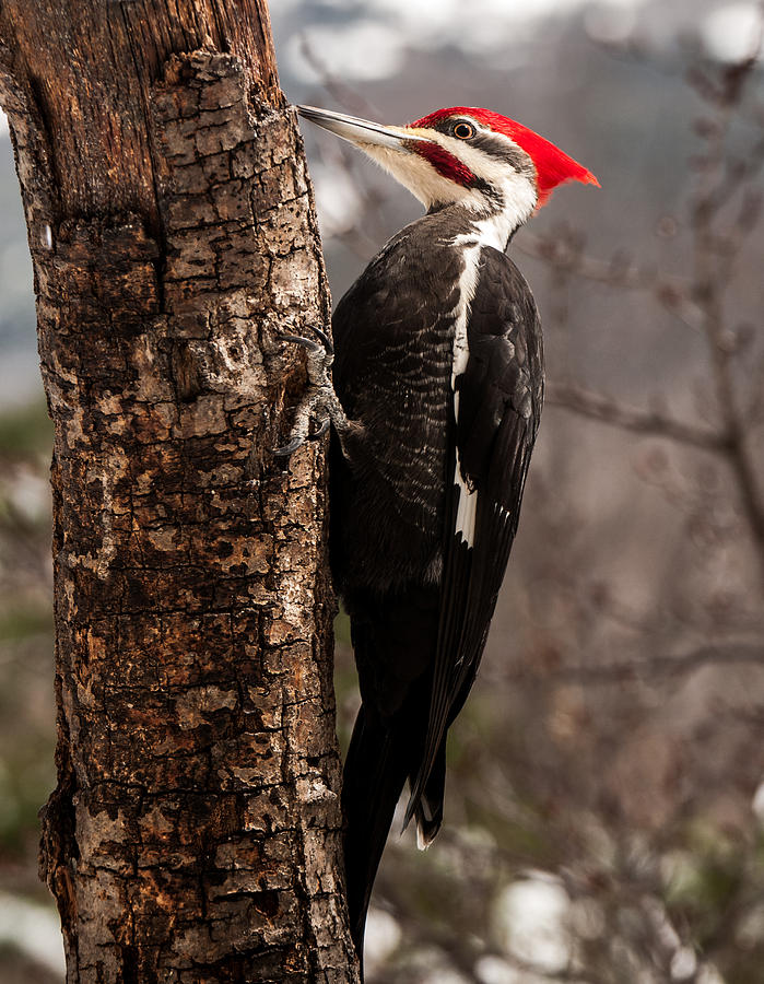 Woodpecker Photograph - Male Pileated Woodpecker 3 by Lara Ellis