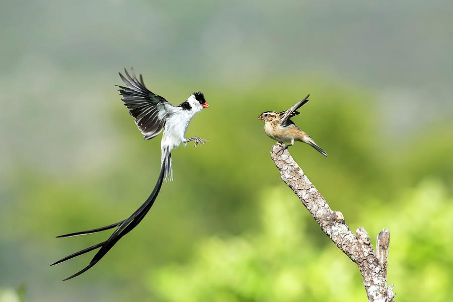 Male Pin-tailed Whydah In Mating Display Photograph by Tony Camacho