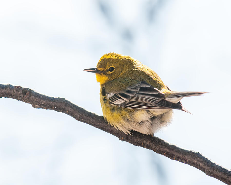 Male Pine Warbler Photograph by Lara Ellis