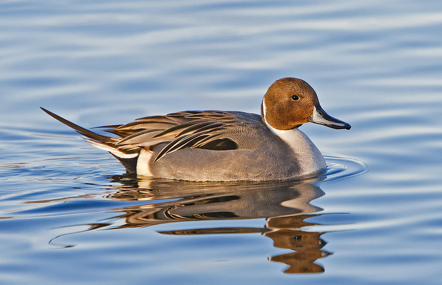 Male Pintail Duck Photograph by Susan Candelario