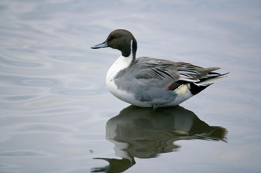 Duck Photograph - Male Pintail by Simon Booth/science Photo Library