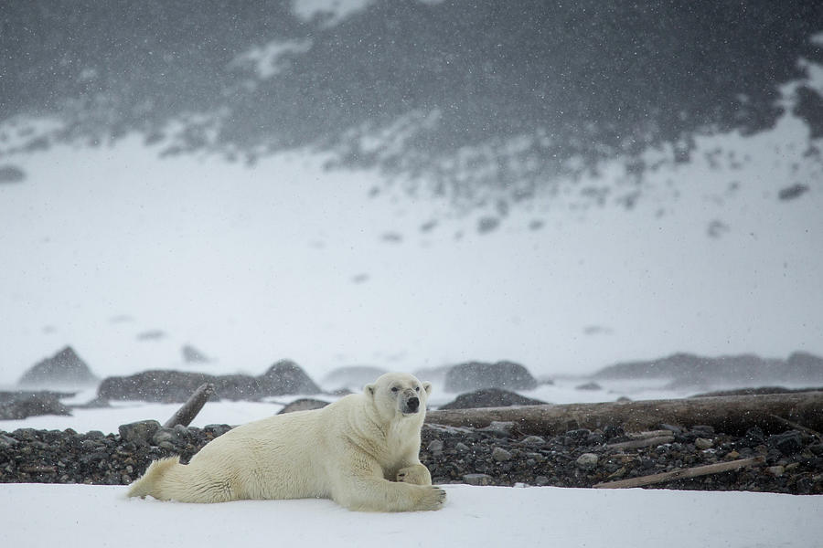 Male Polar Bear In Svalbard Photograph by Mikeuk