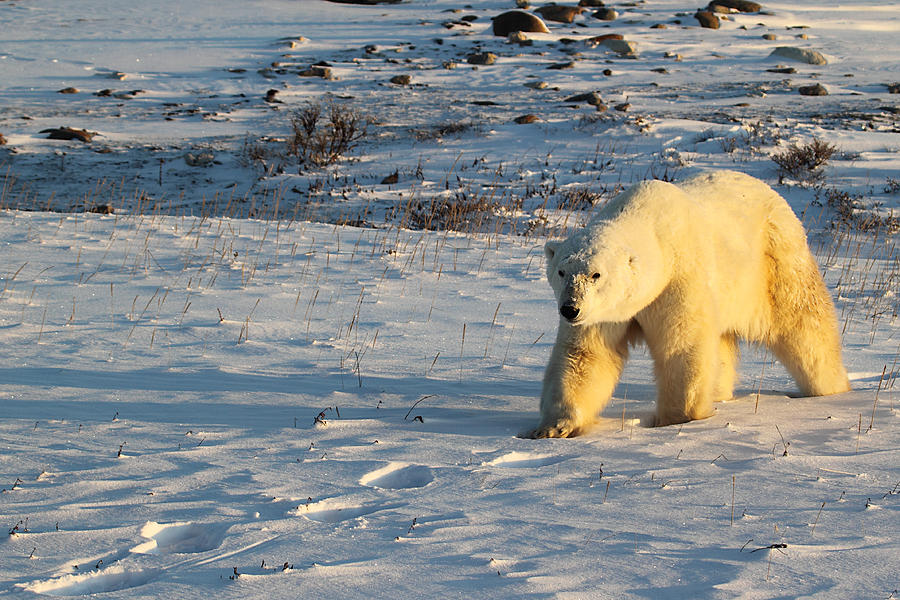 Animal Photograph - Male Polar Bear on the Tundra by Carole-Anne Fooks