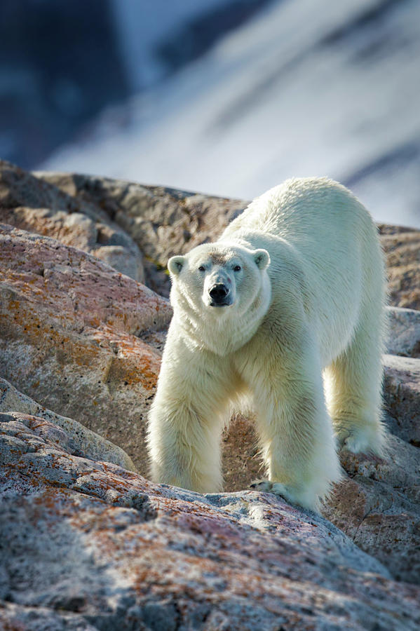 Male Polar Bear Photograph by Peter Orr Photography
