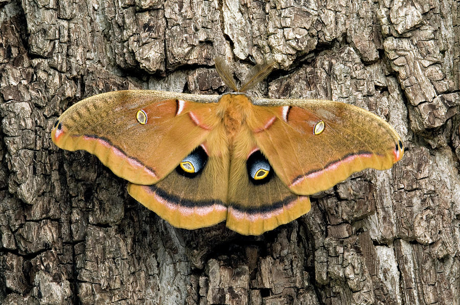 Male Polyphemus Moth Photograph by Matt Meadows/science Photo Library ...