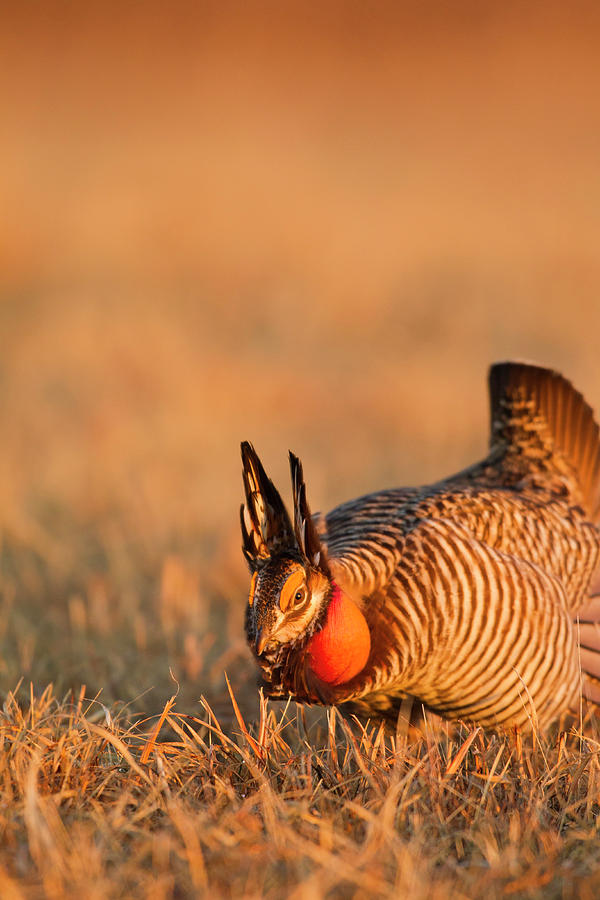 Wildlife Photograph - Male Prairie Chickens At Lek In Loup by Chuck Haney
