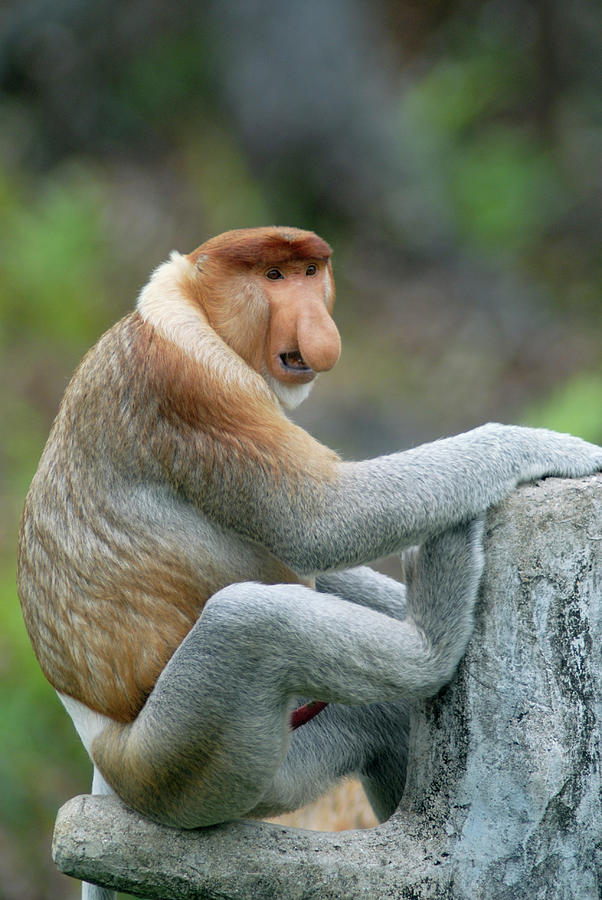  Male  Proboscis Monkey  Photograph by Sinclair Stammers 