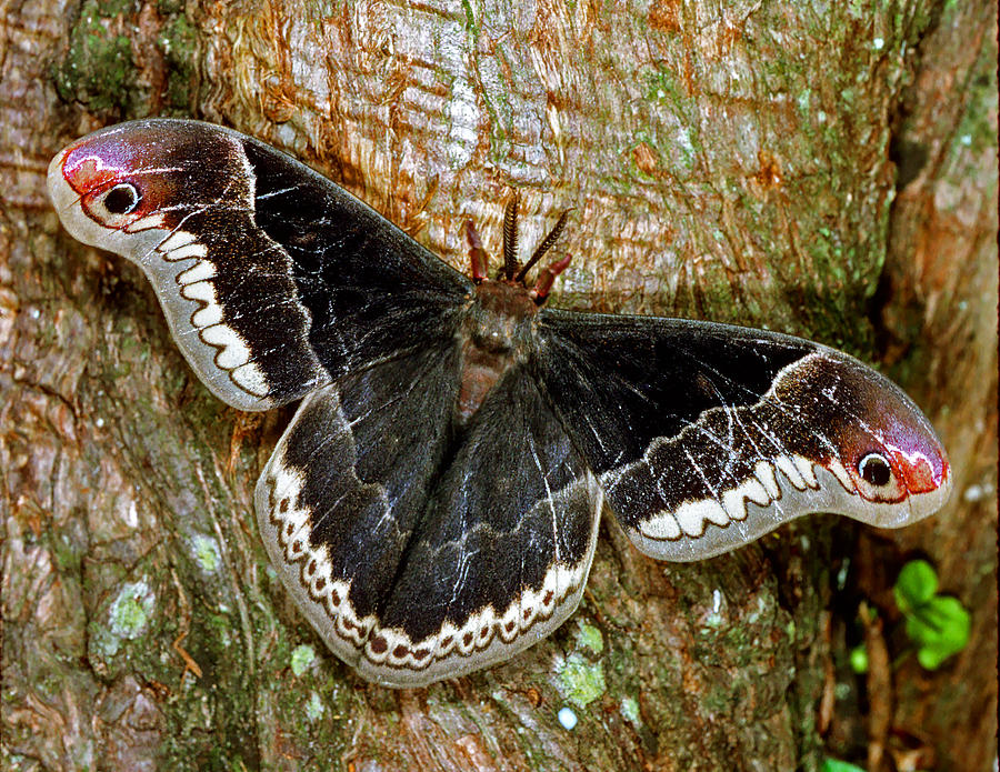 Male Promethea Moth Photograph by Millard H. Sharp