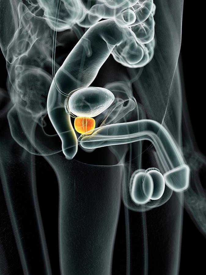 Illustration Photograph - Male Prostate Gland by Sciepro