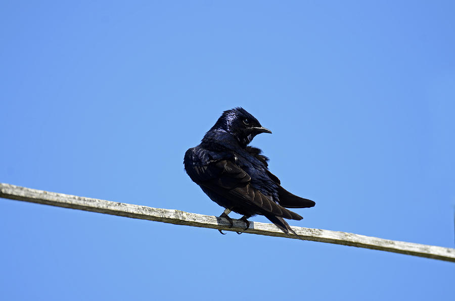 Male Purple Martin Photograph by Jlt Photography