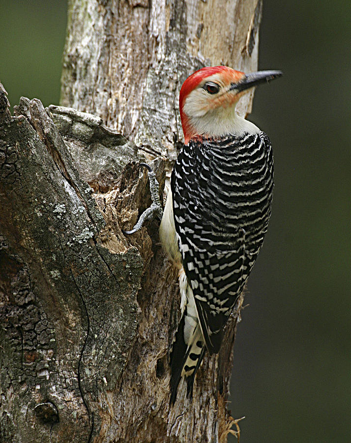 Male Red-bellied Woodpecker Photograph by Robert Camp