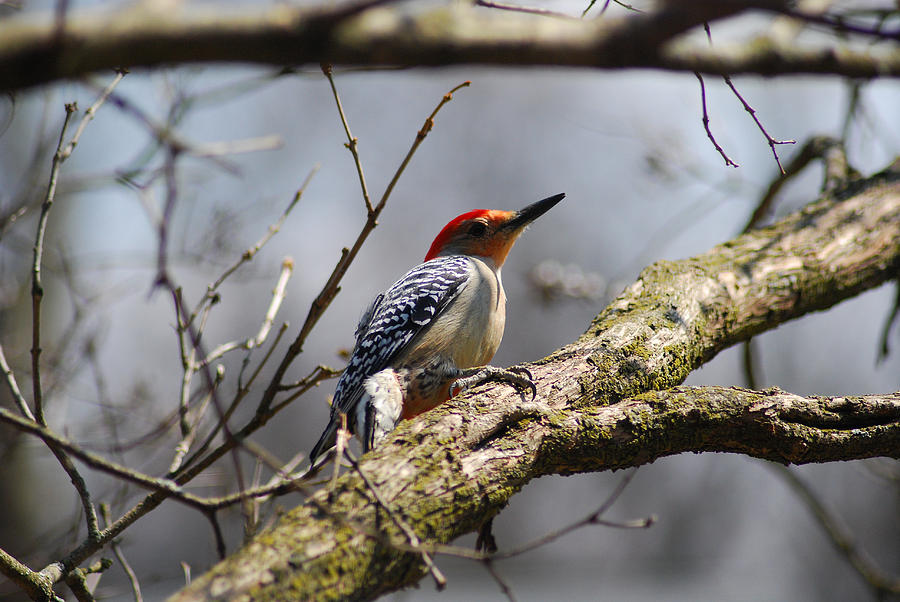 Male Red-bellied Woodpecker Photograph by Wanda Jesfield