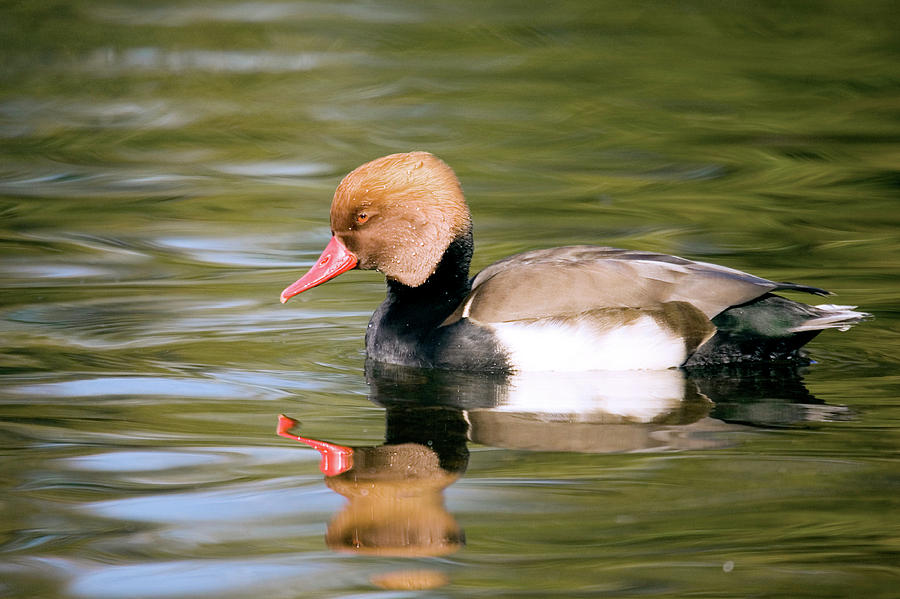 Duck Photograph - Male Red-crested Pochard Duck by John Devries/science Photo Library