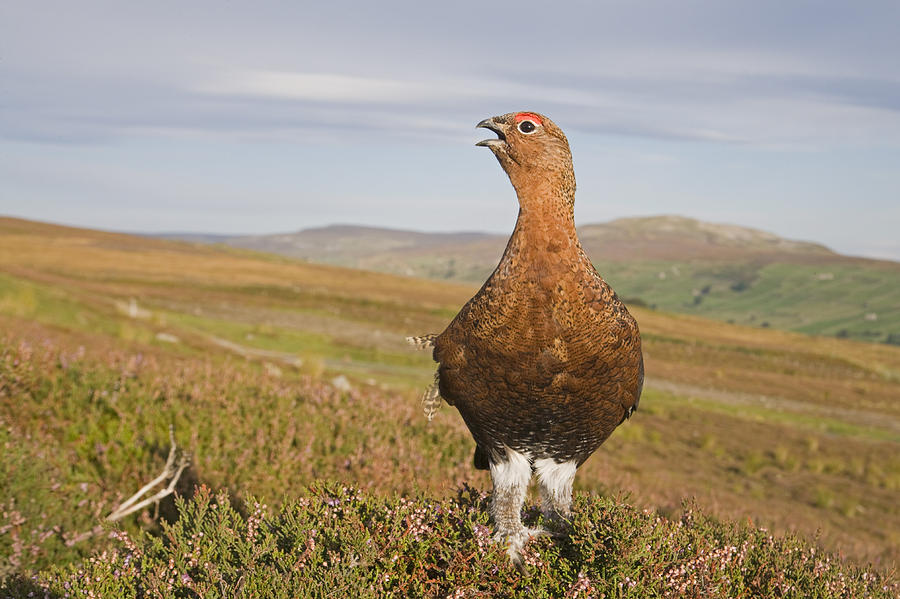 Male Red Grouse Calling On Moorland Photograph by Dickie Duckett