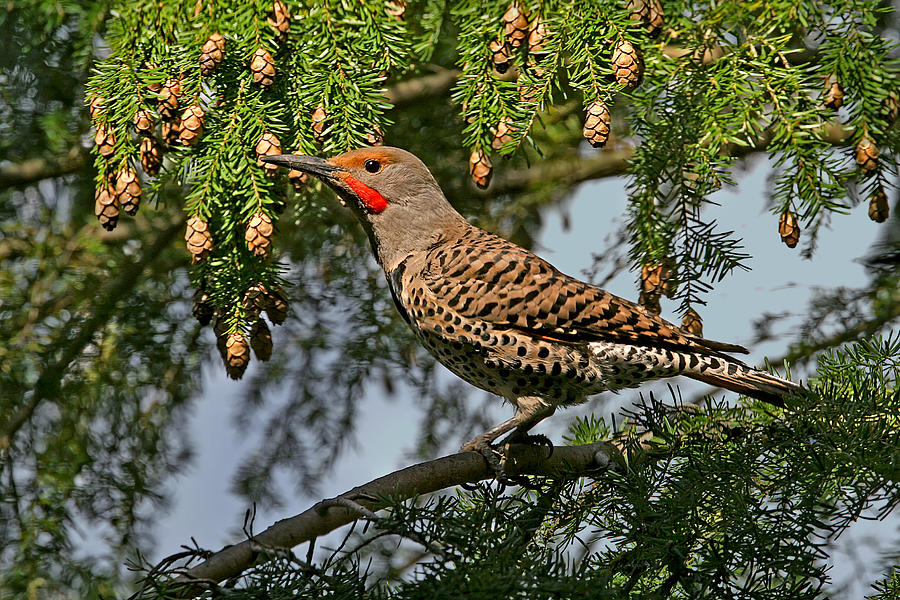 Male Red-Shafted Northern Flicker Photograph by Peggy Collins