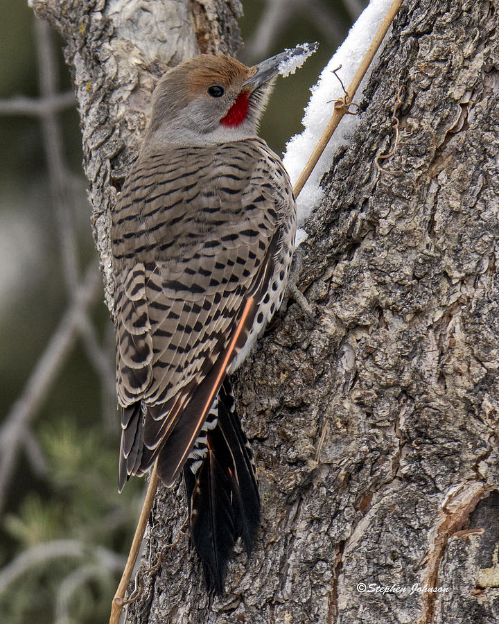 Male Red-shafted Northern Flicker Photograph by Stephen Johnson