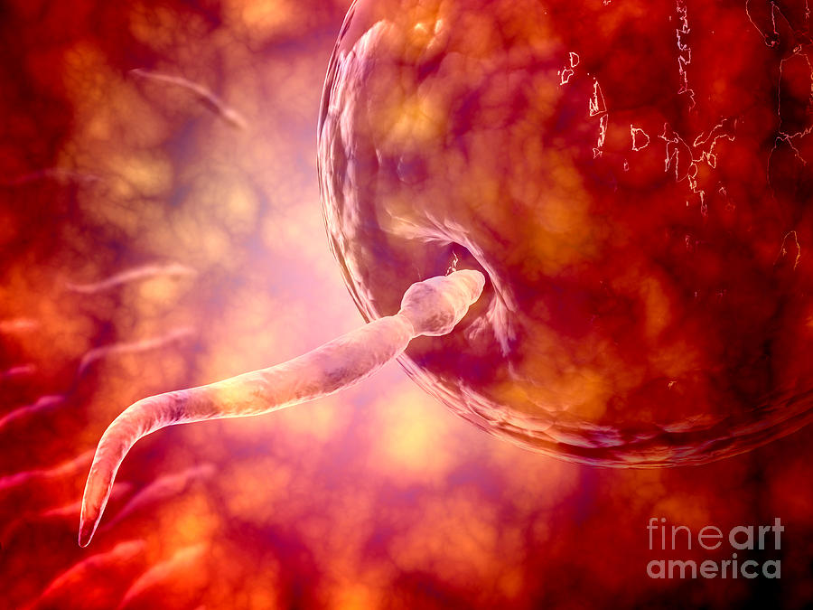 Male Reproductive Sperm Entering Digital Art by Stocktrek Images