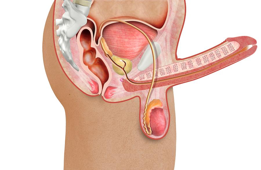 Male Reproductive System Photograph By Claus Lunau