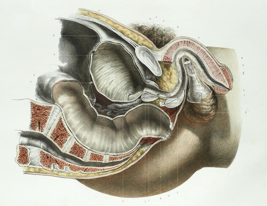 Male Reproductive System Photograph by Science Photo Library