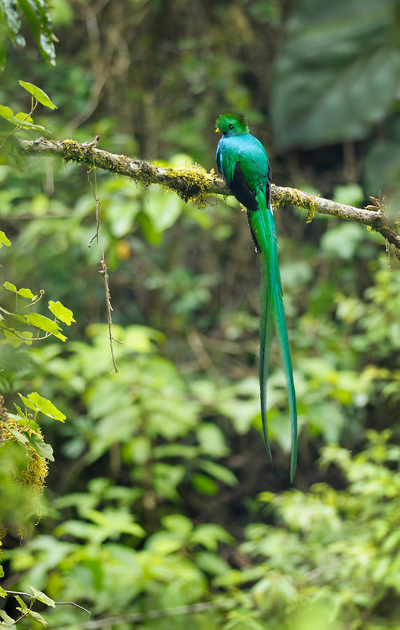 Male Resplendent Quetzal Photograph by Martin Shields