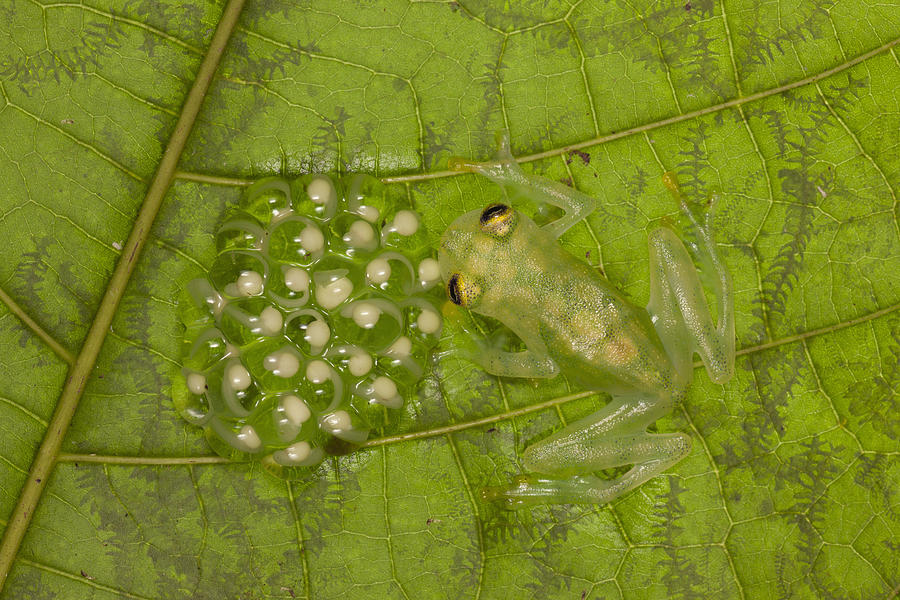 Male Reticulated Glass Frog Guarding Photograph by Ingo Arndt Male Reticulated Glass Frog Guarding Photograph by Ingo Arndt