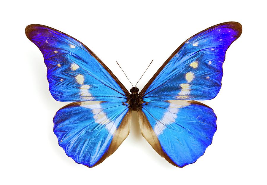 Male Rhetenor Blue Morpho Butterfly Photograph by Pascal Goetgheluck/science Photo Library