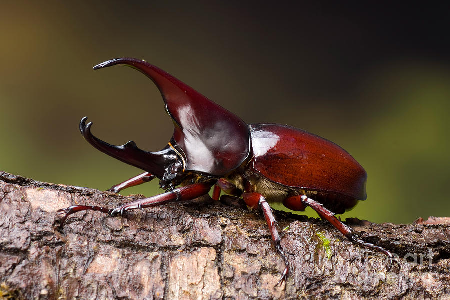 Male Rhinoceros Beetle Photograph by Frank Teigler