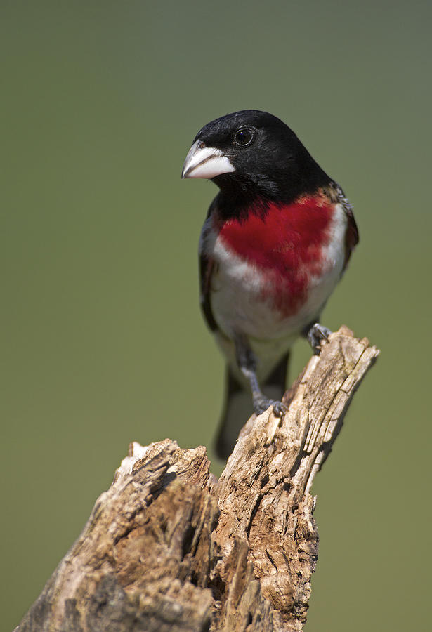 Male Rose Breasted Grosbeak Photograph By Gerald Marella Fine Art America   Male Rose Breasted Grosbeak Gerald Marella 