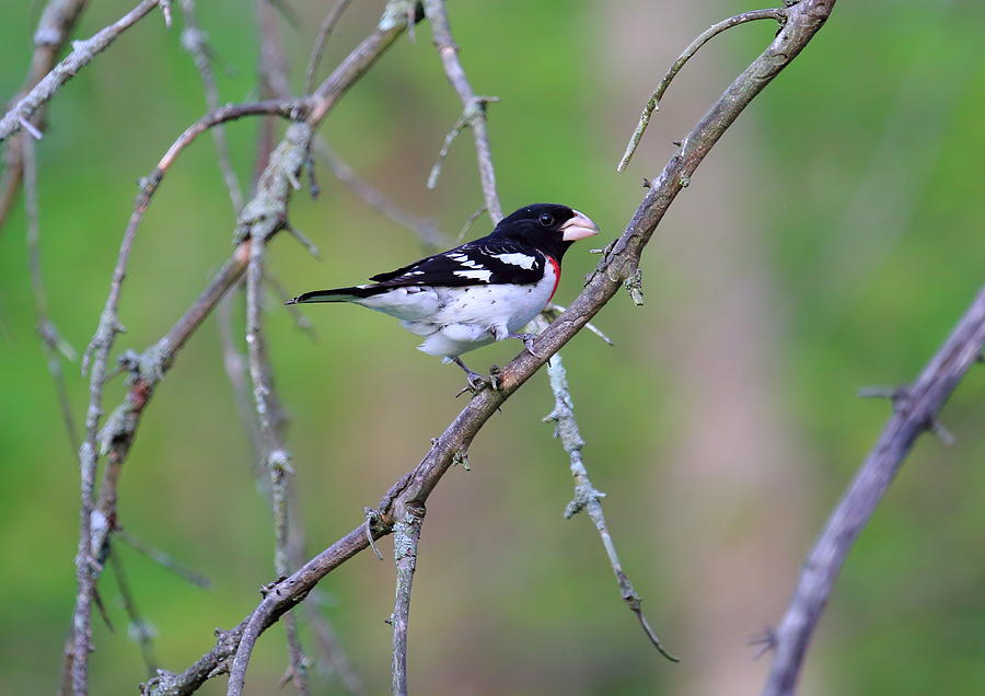 Male Rose-breasted Grosbeak Photograph by PJQandFriends Photography