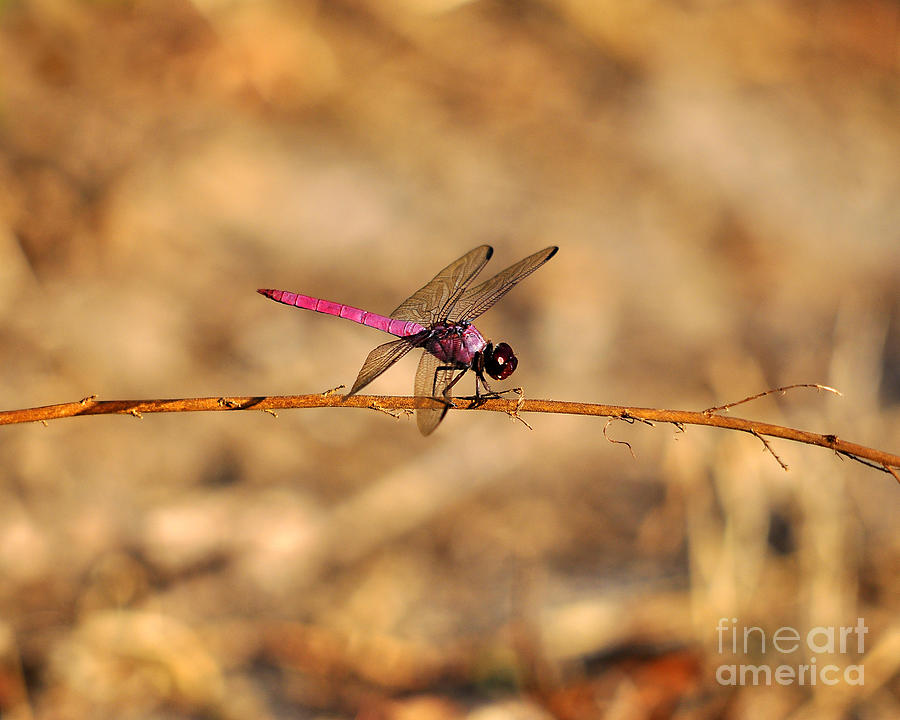 Pink Dragonfly Photograph - Male Roseate Skimmer by Al Powell Photography USA