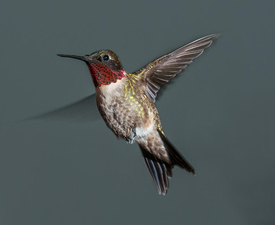 Male Ruby-Throated Hummingbird 1 Photograph by Lara Ellis