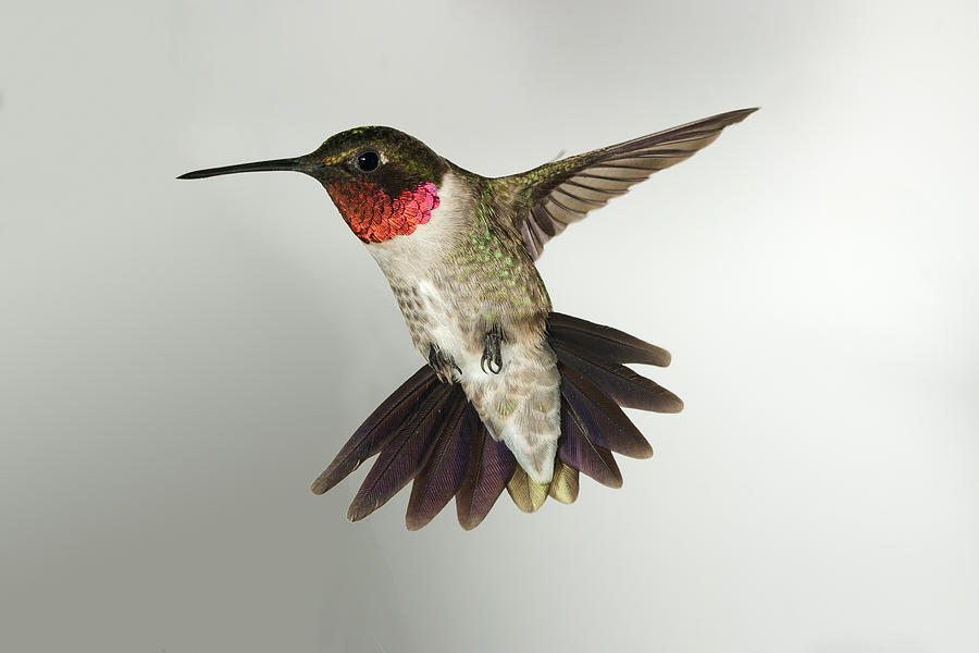 Male Ruby-Throated Hummingbird Photograph by Gregory Scott