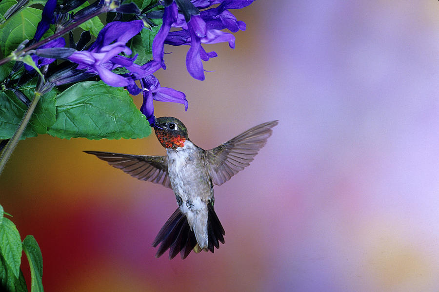 Male Ruby-throated Hummingbird Photograph by Panoramic Images