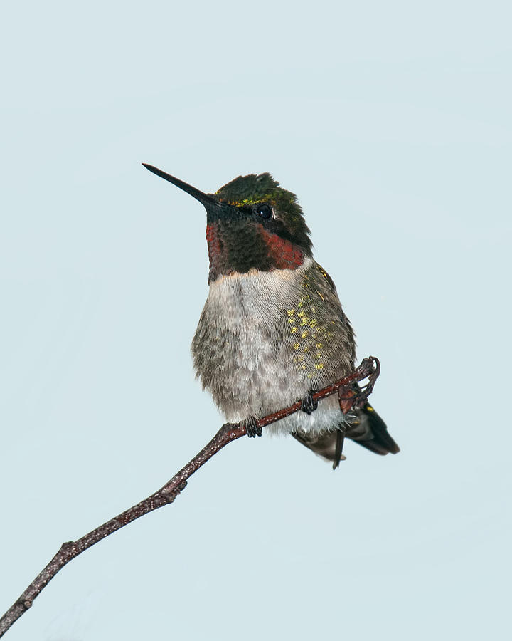 Male Ruby Throated Hummingbird Portrait Photograph by Lara Ellis