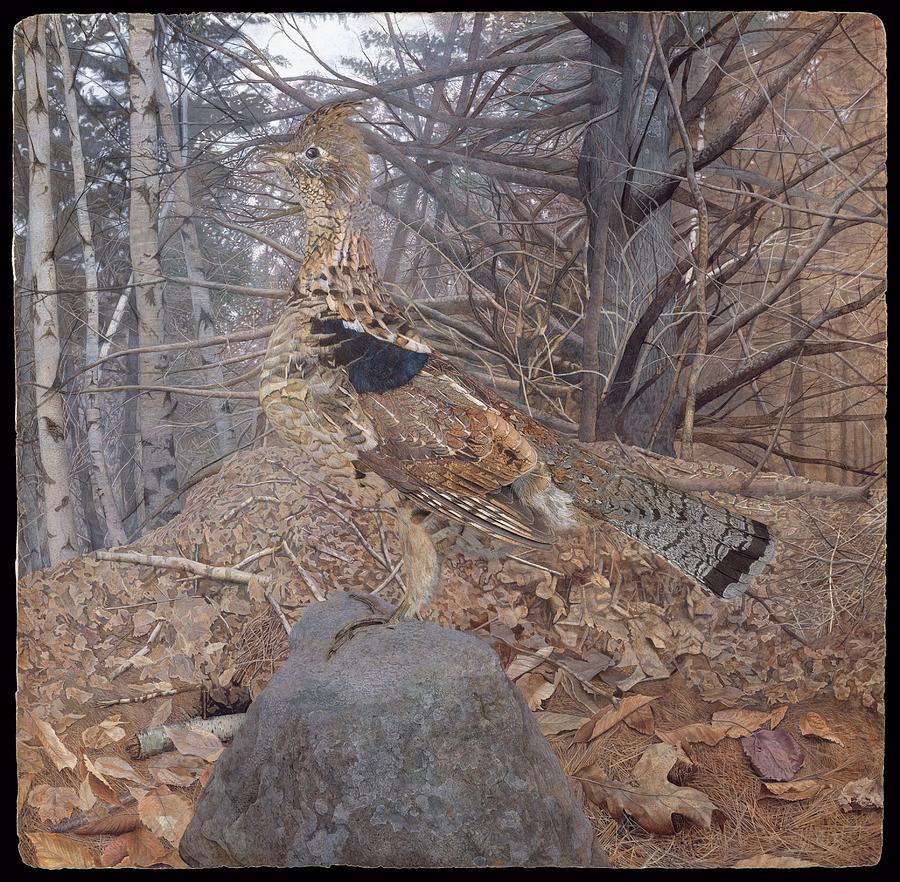 Thayer Drawing - Male Ruffed Grouse In The Forest by Gerald Thayer