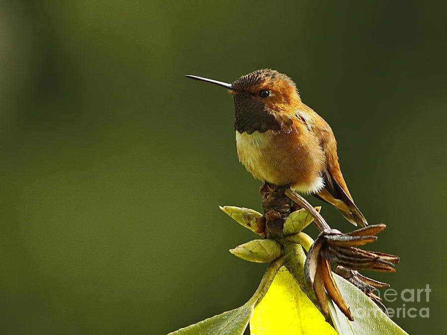Male Rufous Hummingbird Photograph by Inge Riis McDonald