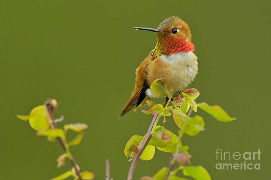 Olympic National Park Photograph - Male Rufous Hummingbird #1 by Tom and Pat Leeson