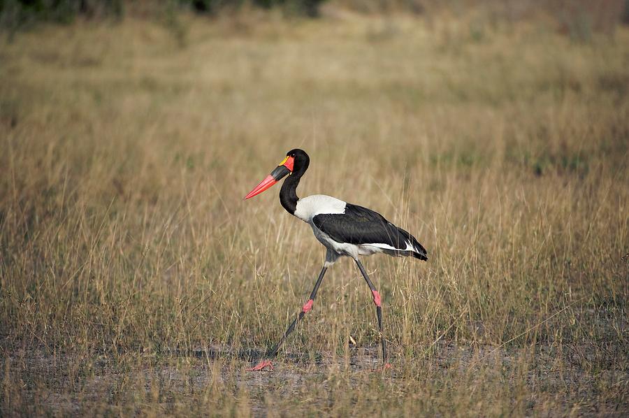 Stork Photograph - Male Saddle-billed Stork by Dr P. Marazzi/science Photo Library