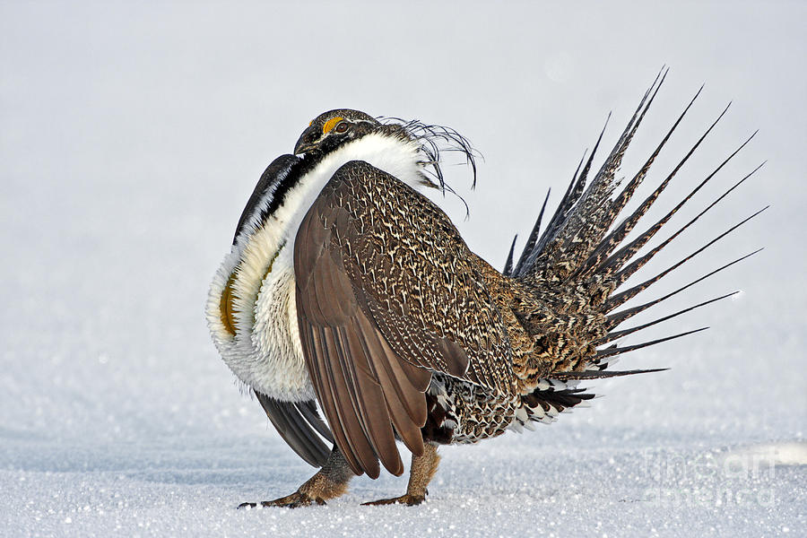 Male Sage Grouse Photograph by Bill Singleton