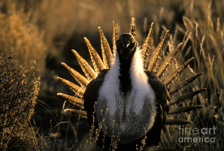 Male Sage Grouse In Mating Display Photograph by Ron Sanford