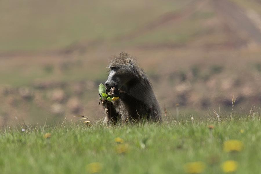 Male Savannah Baboon Eating A Flower Photograph by Bob Gibbons