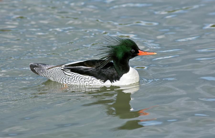 Male Scaly-sided Merganser Photograph by John Devries/science Photo Library